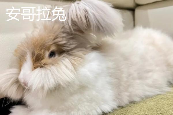 宠物兔的养殖方法，建议用专用的兔笼养