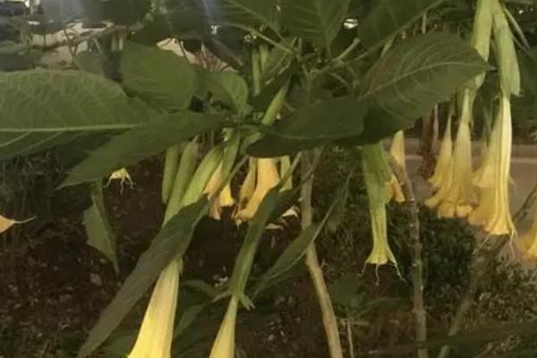 有毒植物介绍，泛指含有生物碱、多肽、胺等有毒物质的植物