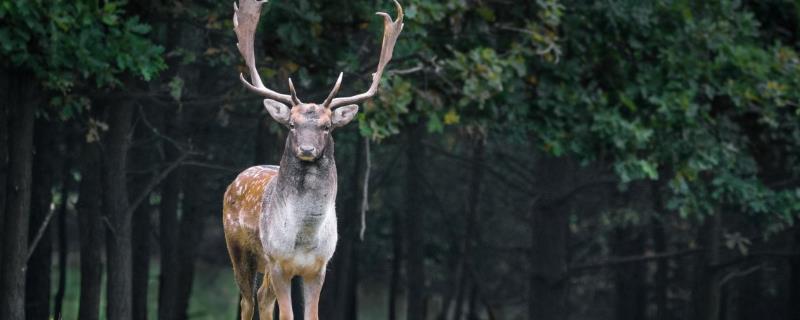 黇鹿的简介，是鹿科、黇鹿属中型哺乳动物的统称