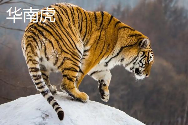 东北虎简介，是一级保护动物