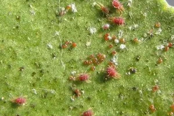 红蜘蛛简介，是常见的农业害虫