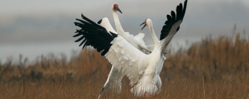 白鹤的相关介绍，属于冬候鸟或旅鸟