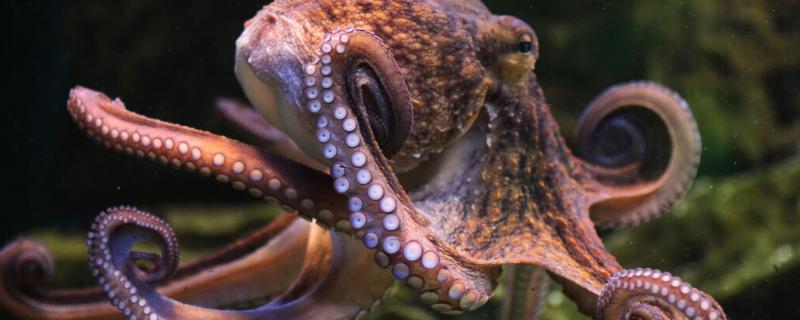 八爪鱼的相关介绍，章鱼是它的学名