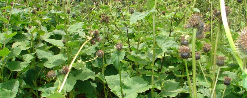 广木香的简介，属于菊科、风毛菊属草本植物