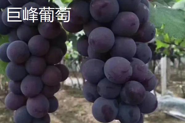 葡萄的品种，品种众多各有优点