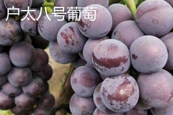葡萄的品种，品种众多各有优点