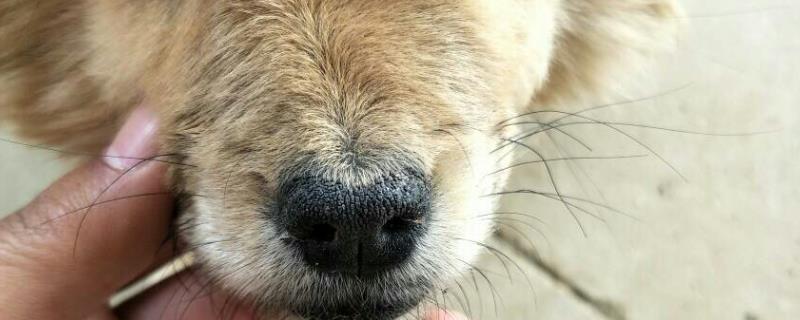 狗鼻子干是怎么回事，可能是生病了或者剧烈运动导致的