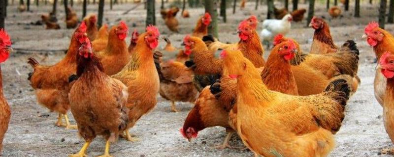 家禽有哪些，常见的有鸡、鸭、鹅、鹌鹑、火鸡等
