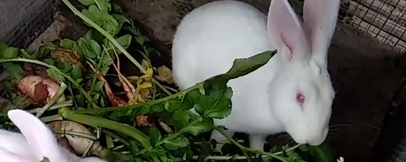 兔子的养殖技术，投喂的饲料一定要干净