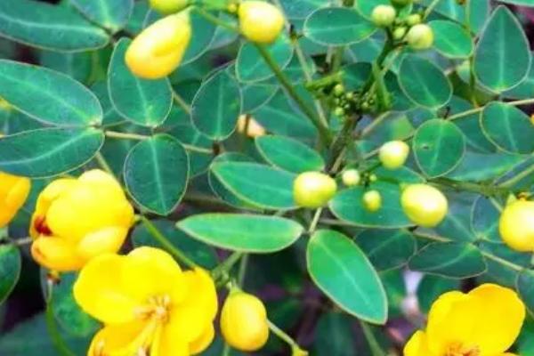 草决明简介，是一年生亚灌木状草本植物