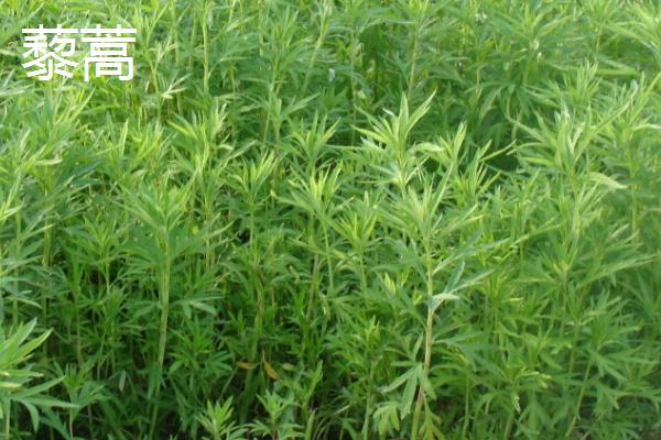 茼蒿和藜蒿的区别，科属、产地、习性均不同