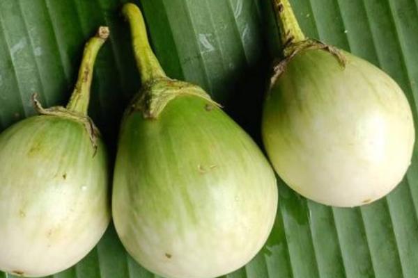 小茄简介，是多年生草本植物