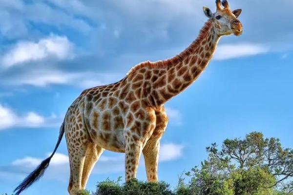 长颈鹿简介，是世界上现存最高的陆生动物