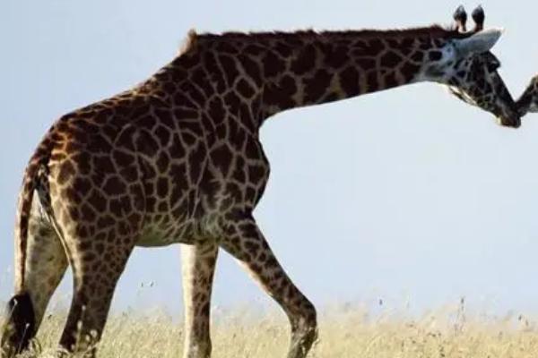 长颈鹿简介，是世界上现存最高的陆生动物