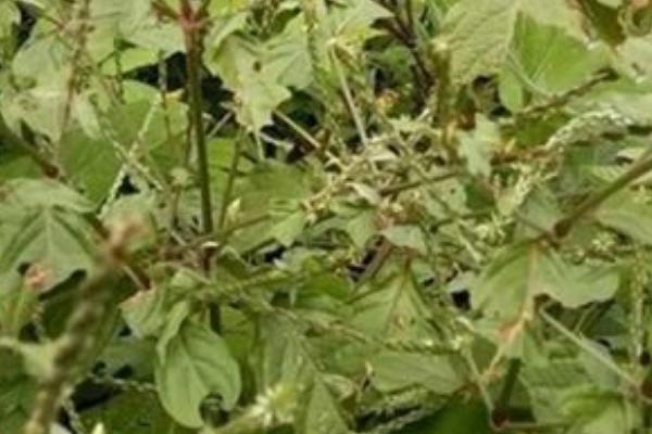 土牛膝简介，是多年生草本植物
