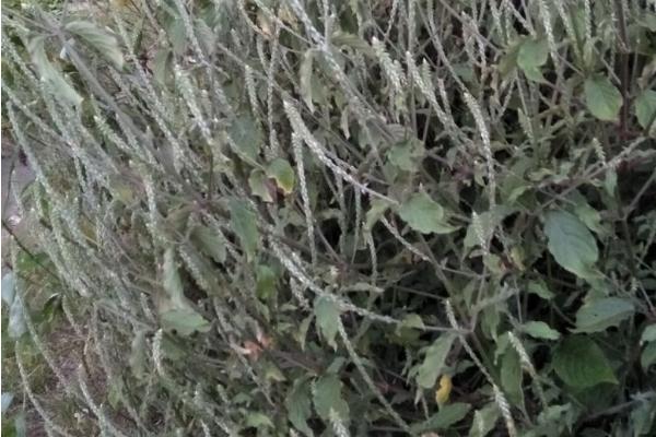 土牛膝简介，是多年生草本植物