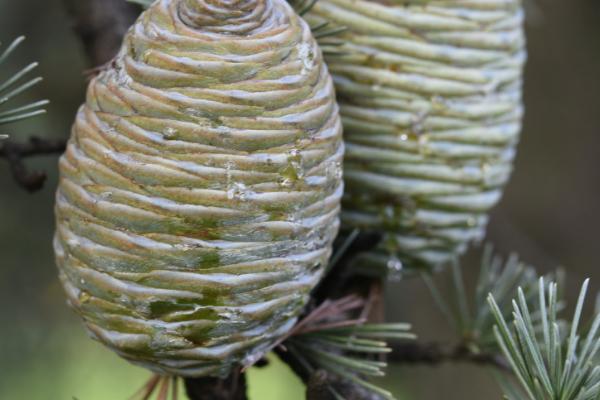 裸子植物的简介，具有种子裸露、外层无果皮等特点