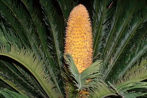 裸子植物的简介，具有种子裸露、外层无果皮等特点