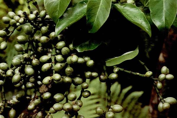 裸子植物的简介，具有种子裸露、外层无果皮等特点