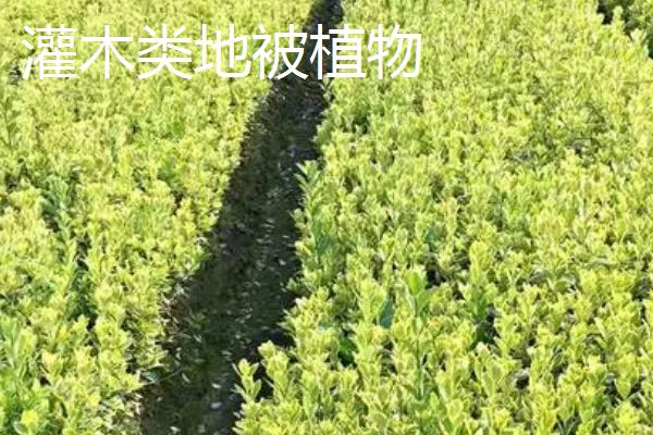 什么是地被植物，泛指株丛密集、低矮、具有防止水土流失等功能的植物
