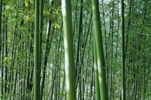 岁寒三友是哪些植物，是指松、竹、梅