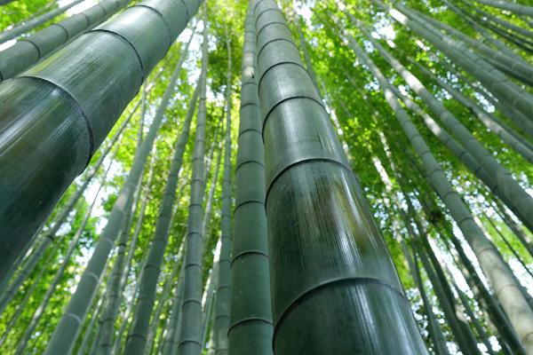 岁寒三友是哪些植物，是指松、竹、梅