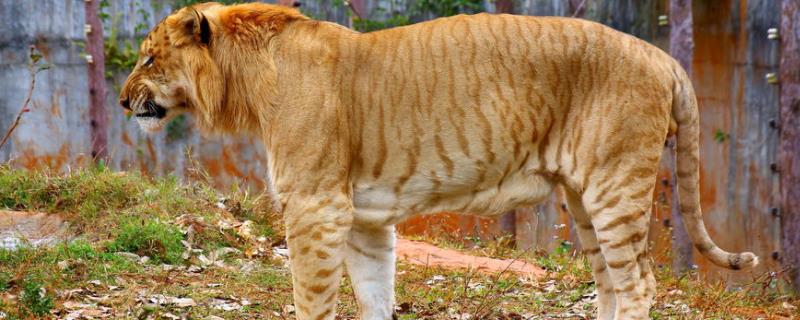 关于狮虎兽的介绍，是雄狮和雌虎交配产下的后代