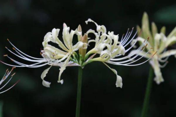 白色彼岸花的简介，学名叫做白花石蒜