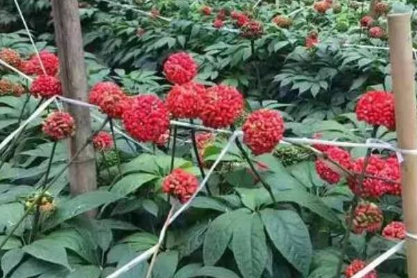 三七的简介，属于五加科、人参属草本植物
