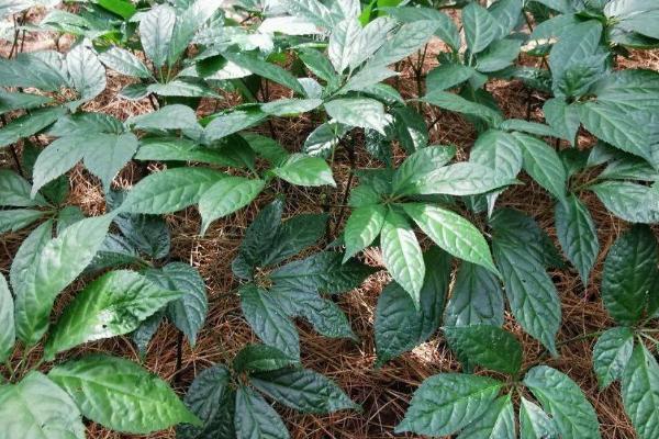 三七的简介，属于五加科、人参属草本植物