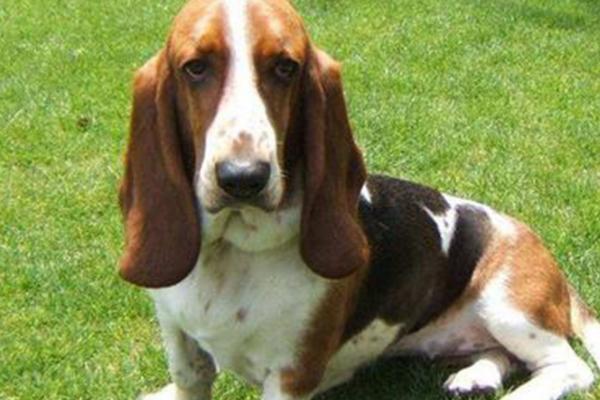 中型犬的定义，是指成年后的体重、身高达到一定程度的狗