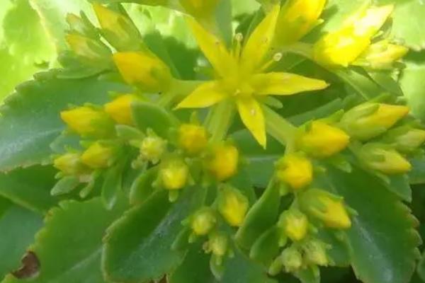 什么是鸡爪三七，属于景天科、伽蓝菜属草本植物