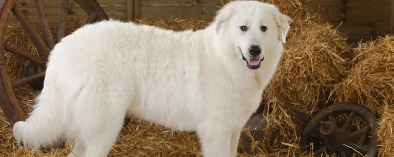 什么是大型犬，是指体重超过30公斤、身高超过60厘米的狗品种