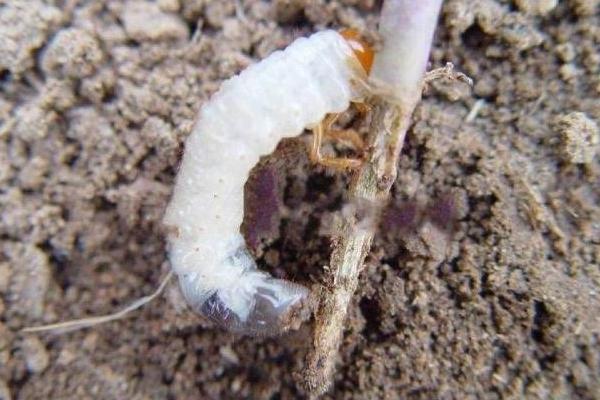 地老虎的简介，属于鳞翅目、夜蛾科昆虫的幼虫