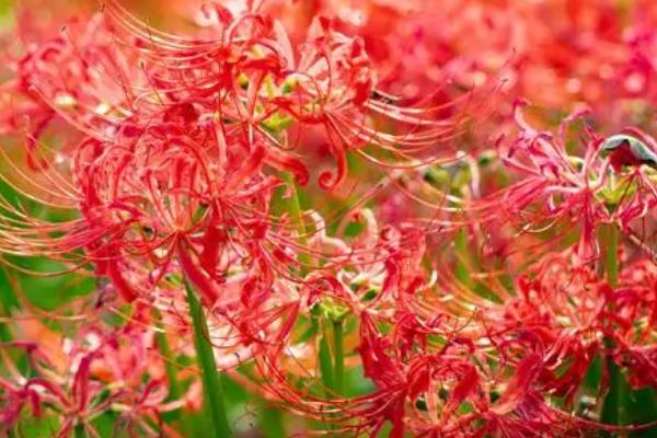 什么是彼岸花，学名叫做红花石蒜