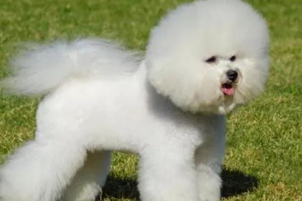 最大的狗是什么品种，最大的品种是大丹犬