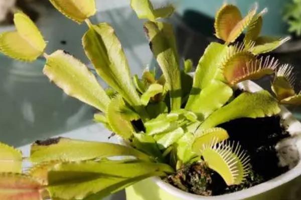 关于食虫植物的简介，泛指能捕获并消化动物获得营养的自养型植物