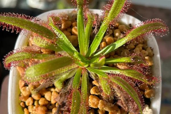 关于食虫植物的简介，泛指能捕获并消化动物获得营养的自养型植物