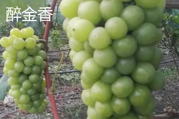玫瑰香葡萄的简介，具有穗大粒饱、皮薄肉嫩等特点