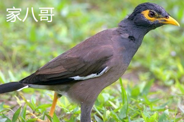 八哥的食物，主食蝗虫、蟋蟀、虱、金龟子等昆虫及幼虫