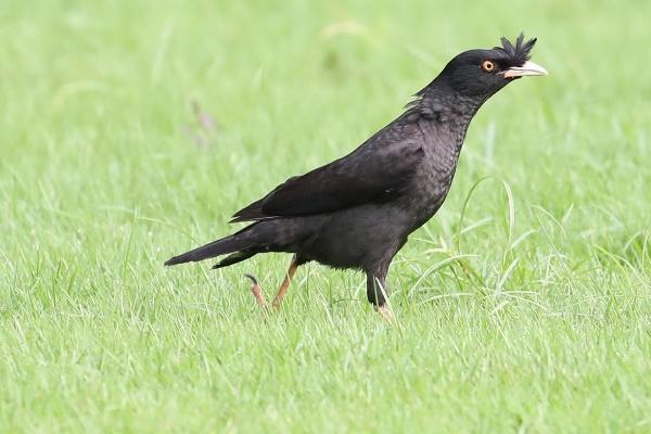 八哥的食物，主食蝗虫、蟋蟀、虱、金龟子等昆虫及幼虫