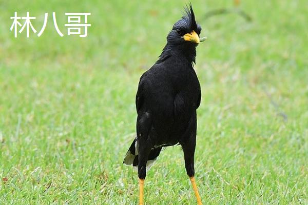 八哥的食物，主食蝗虫、蟋蟀、虱、金龟子等昆虫及幼虫
