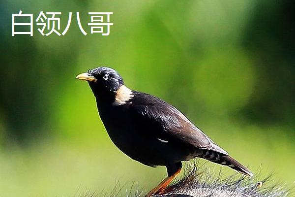 八哥的食物，主食蝗虫、蟋蟀、虱、金龟子等昆虫及幼虫