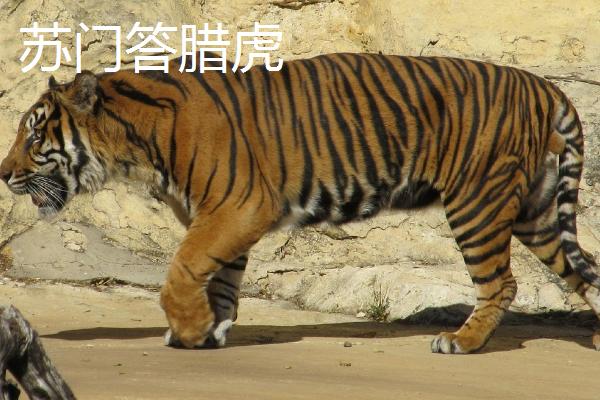 最小的老虎是哪个品种，苏门答腊虎的体型最小