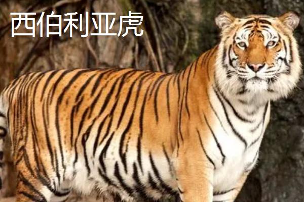 最小的老虎是哪个品种，苏门答腊虎的体型最小