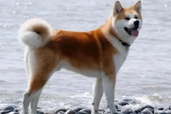 世界上最贵的10种狗，包括藏獒、爱斯基摩犬、法老王猎犬、德国牧羊犬等品种