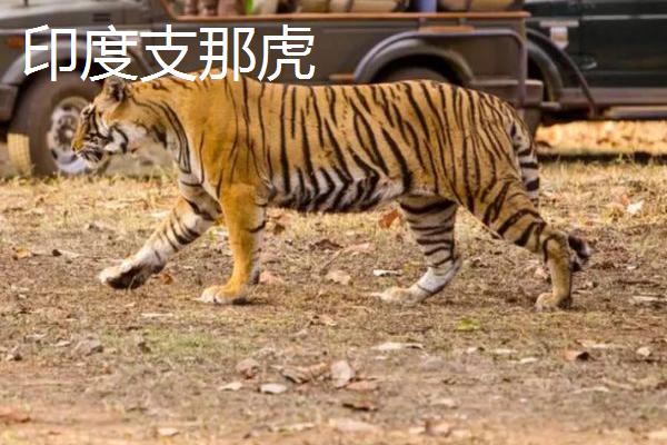 最小的老虎是哪个品种，苏门答腊虎的体型最小