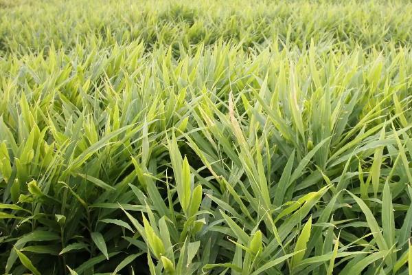 生姜怎么种植和防治病害，经过催芽、精选后再播种