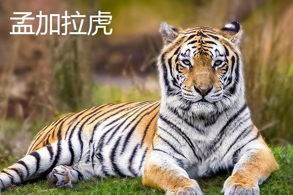 老虎与熊相比哪个战斗力更强，老虎的灵活性和进攻性更强