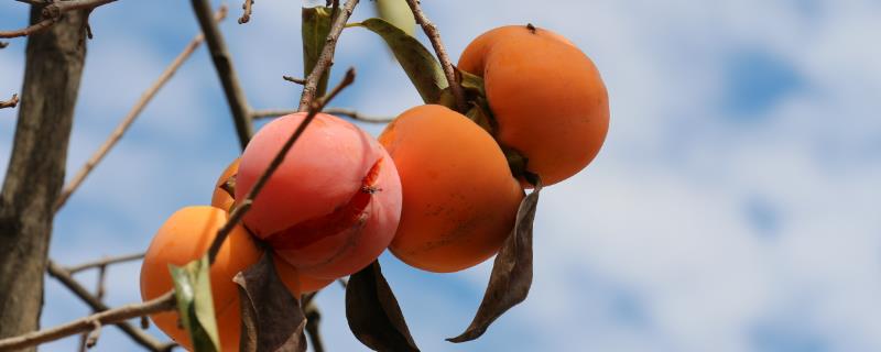 柿子的简介，属于柿科、柿属落叶大乔木的统称